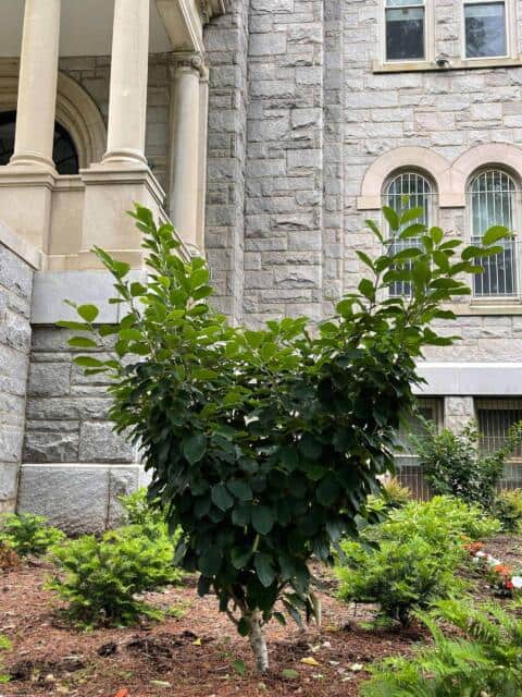 Holy Redeemer College Summer Clean-Up (Before)