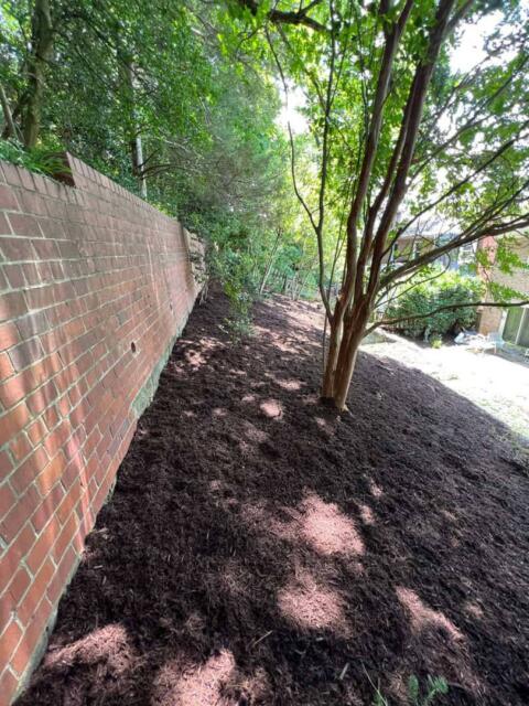 Lush backyard landscape with fresh mulch under mature trees near a brick wall.
