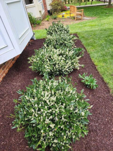 Chevy Chase Sod Installation, Walkway Repair, and Spring Cleanup (After)
