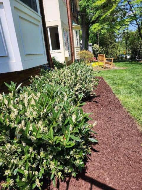 Chevy Chase Sod Installation, Walkway Repair, and Spring Cleanup (After)