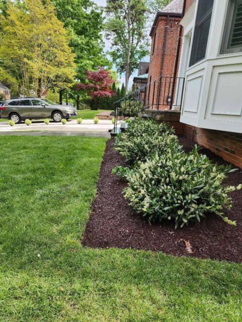 Chevy Chase Sod Installation, Walkway Repair, and Spring Cleanup (After)