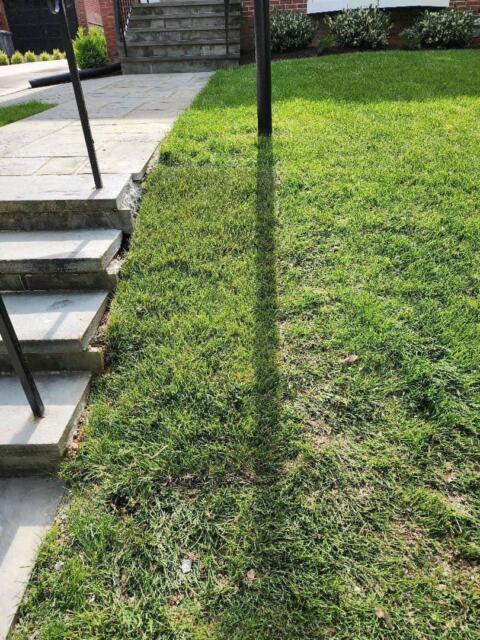 Chevy Chase Sod Installation, Walkway Repair, and Spring Cleanup (After)