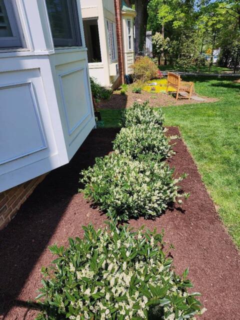 Chevy Chase Sod Installation, Walkway Repair, and Spring Cleanup (After)