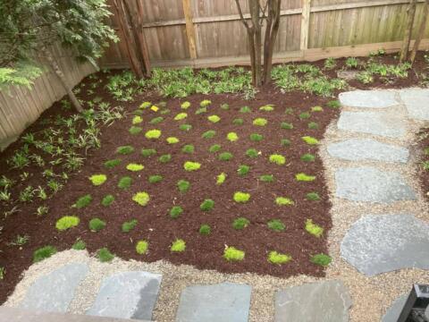 Lawn with bright green moss or ground cover plants, nearby stone pathway and wooden fence.