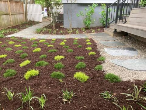 Drought-tolerant ground cover plants in a landscaped yard with mulch and stepping stones.
