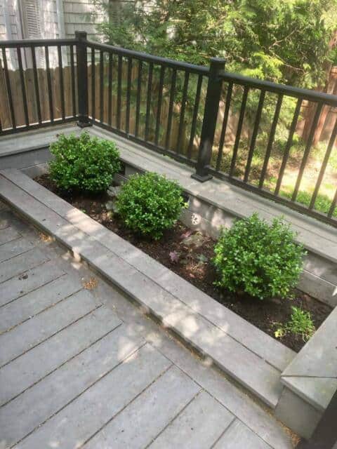 Lush green bushes planted in a raised garden bed with a black railing on a backyard patio.