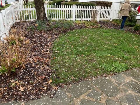 Lawn and garden bed with mulch and plants, white picket fence in background, people gardening.