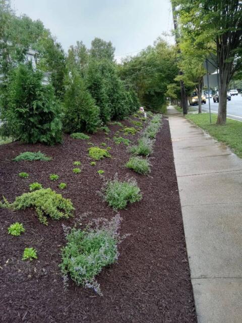 Lush evergreen shrubs and low-growing plants along a sidewalk with fresh mulch.