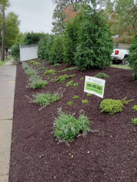 Lush landscaped garden with evergreen shrubs and fresh mulch by Tenleytown Lawn & Landscape.