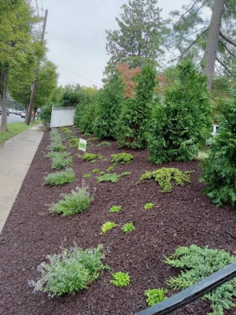Lush evergreen shrubs and flowering plants in landscaped garden, near sidewalk.