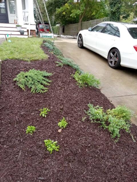 Lush green shrubbery and plants along a freshly mulched garden bed next to a concrete driveway.
