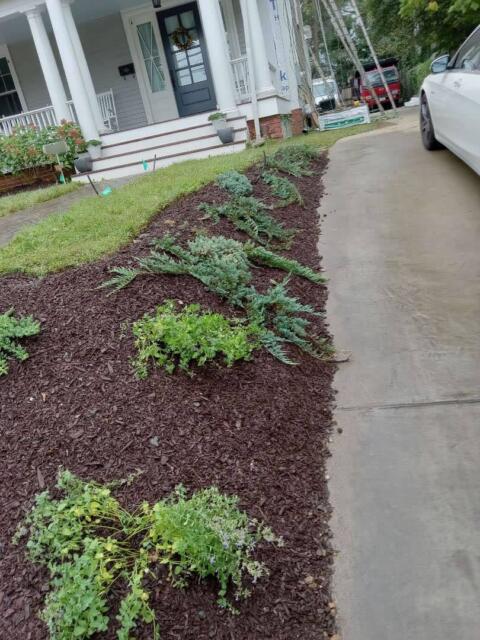 Lawn & landscape planting bed with evergreen shrubs and flowering plants near a house.