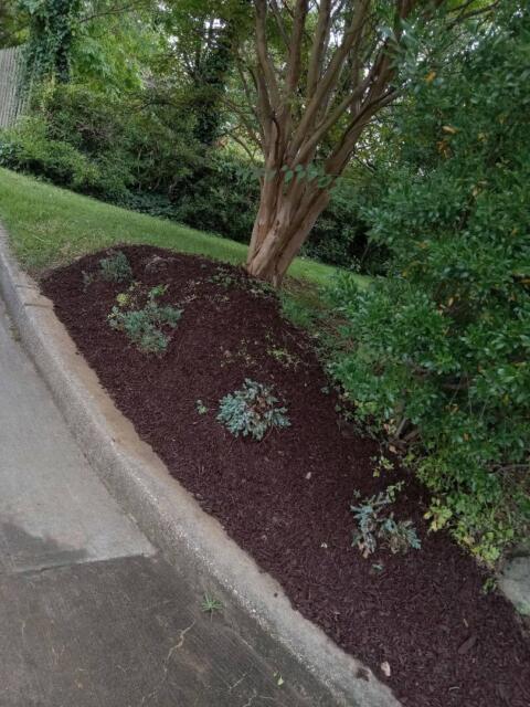 Lush landscape bed with small plants near sidewalk, lush green tree, and shrubbery at Tenleytown Lawn & Landscape.