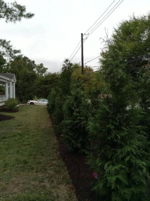 Lush evergreen privacy hedges in a residential yard with a white house and trees in the background.