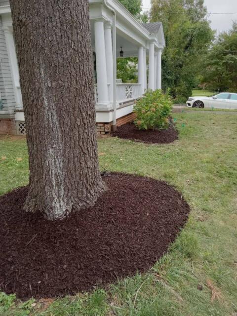 Healthy tree with fresh mulch surrounding the base in a residential yard.