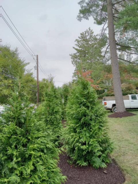 Evergreen shrubs planted along a landscaped yard with trees and power lines in the background.